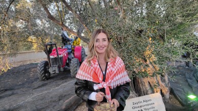 Zeytinyağının başkenti Ayvalık'ta ilk hasat yapıldı