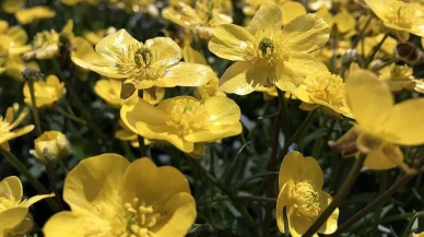 Hangi çiçek hangi anlamı taşıyor? Çiçeklerle verilen mesaja dikkat!