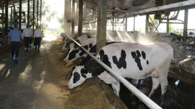 Edirne, Türkiye'nin damızlık düve üretim merkezi olacak