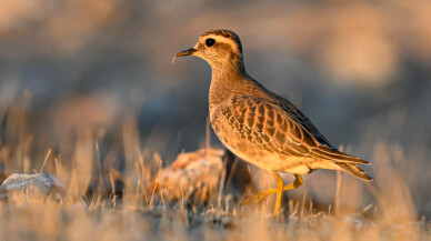 Nadir görülebilen kuş türü Şanlıurfa'da görüntülendi