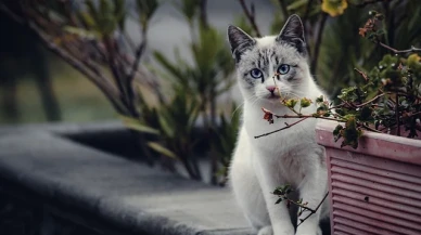 Evde Kedi Besleyenlerin Mutlaka Bilmesi Gerekenler