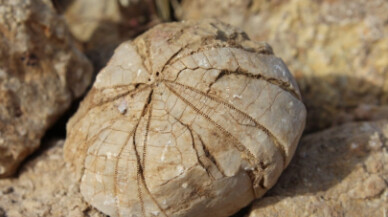 Adıyaman'da deniz kestanesi fosili bulundu