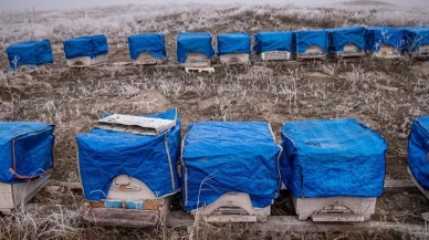 Erzurum'da havalar soğuyunca arı kovanları brandayla kaplandı