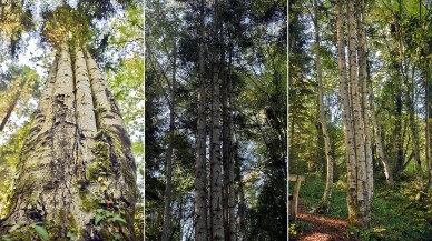 Küre Dağları'nda aynı kökten büyüyen 6 köknar ağacı keşfedildi