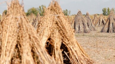 Manavgat susamı otellerin mutfaklarını lezzetlendiriyor