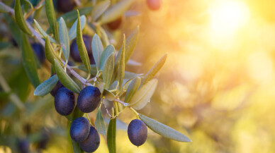 Türkiye 120 ülkeye 506 milyon dolarlık altın sıvı ihraç etti