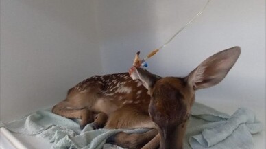 Afyonkarahisar'da yaralı kızıl geyik yavrusu koruma altına alındı