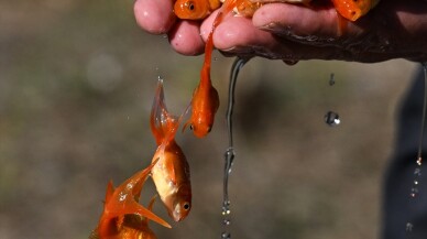 Antalya'da hızlı büyüyen ve sıcağa toleranslı kaya levreği yetiştiriliyor