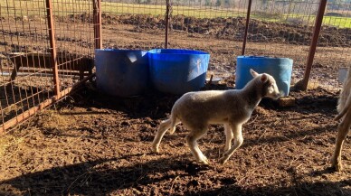 Çanakkale'de koyunun 5 ayaklı doğan kuzusu ilgi çekti