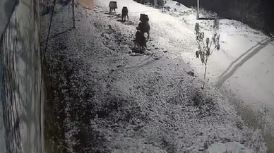 Elazığ'da aç kalan tilki ve yaban domuzları köye indi