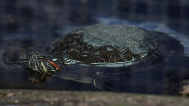 İzmir'de esnaf yaptırdığı havuzda kaplumbağaları besliyor