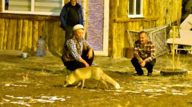 Kars'ın Sarıkamış ilçesinde aç kalan kızıl tilkiyi bölge sakinleri besledi