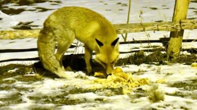 Kars'ta aç kalan tilkileri ekmekle beslediler