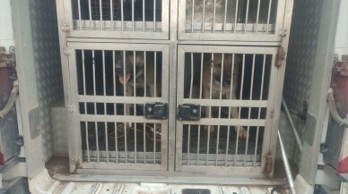 Kırıkkale'de köpek dövüştüren 2 kişiye 12 bin 850 lira ceza verildi