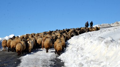 Muş'ta tipi nedeniyle sürüleriyle yolda mahsur kalan besiciler kurtarıldı