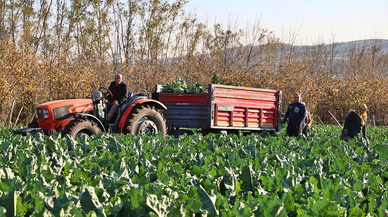 Samsun'da renkli karnabahar hasadına başlandı