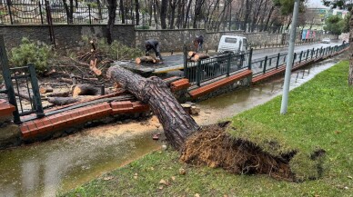 Ümraniye'de parktaki ağaç caddeye devrildi