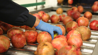 TORKU, gerçek sıkma işlemi uyguluyor ve tünel pastörizasyon teknolojisiyle fark yaratıyor