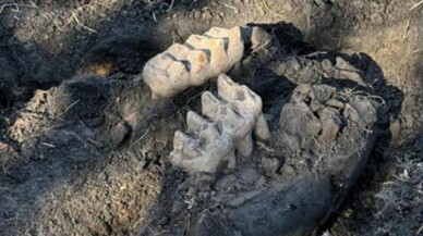 ABD'li adam arka bahçesinde nesli tükenmiş hayvanın fosilini buldu