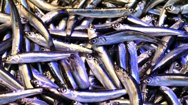 Kilosu ne kadar? Olumsuz hava koşulları hamsi fiyatlarını yükseltti!