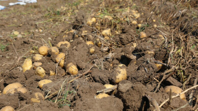 Konya Şeker’den üretici ortaklarına patates bedel ödemesi
