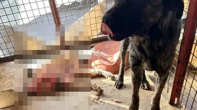 Mamak Belediyesi barınağında aç bırakılan köpekler birbirini parçaladı!