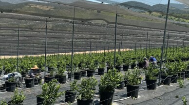 Tarım Teknolojilerinde Bir İlk: CERN’e Kabul Edilen Tek Şirket Türkiye’den