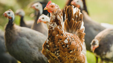 Büyükbaş hayvan kemiğinden tavuk yemi için ham madde üretiliyor