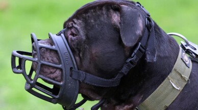 XL Bully cinsi höpeğin ısırdığı bebek ağır yaralı: İki kişi gözaltına alındı