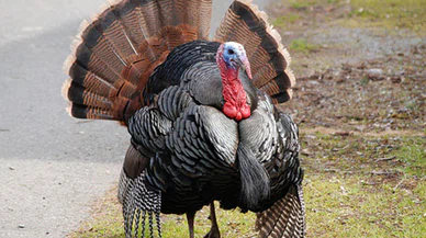 Hindi Fiyatları 2025-2026 Ne Kadar, En Uygun Hindi Kaç TL?