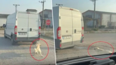 Köpeği minibüsün arkasına bağlayıp metrelerce sürüklediler!