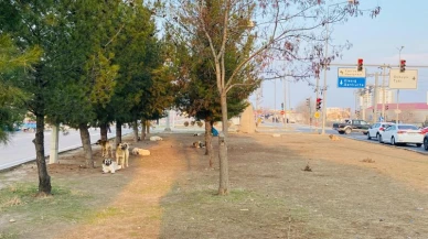 Diyarbakır'da köpek dehşeti: 5 yaşındaki çocuk yaralandı!