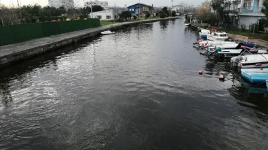 Vatandaşlar şaşkın! Nesli tükenmekte olan o canlıyı görenler inanamadı