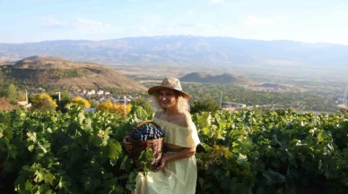 Erzincan’ın siyah incisi: tescilli Cimin üzümünde hasat zamanı