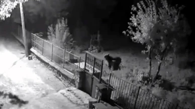 Kemaliye’de ayı paniği: vatandaş elektrik direğine çıkarak kurtuldu