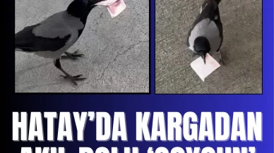 Hatay’da kargadan akıl dolu 'soygun': Sosyal medya bu olayı konuşuyor!