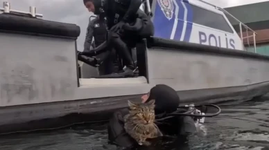 Haliç’te mahsur kalan kediye nefes oldular! Dalgıç polisler seferber oldu