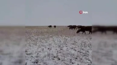 Sivas’ta kış erken geldi: Yüksek kesimler ve köyler sezonun ilk karıyla beyazladı