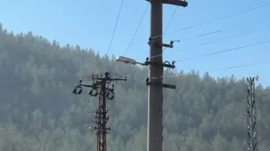 Trafik cezası yedi, 'Atlarım' deyip direğe tırmandı!