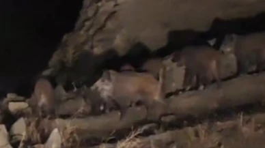 Van’da mahalleye inen domuz sürüsü görüntülendi