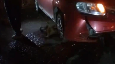 Yolda doğum yapan manda, yavrusuyla otomobil altında kalarak telef oldu