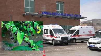 Niğde’de 'Güzel Avrat Otu' faciası: 11 kişi zehirlendi