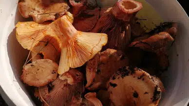 Görünüşe aldanmayın: Ölümcül mantarlar gizleniyor!