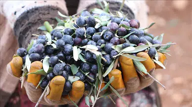 Çiftçiler mutlu! Kilis’te asırlık ağaçlarda mesai başlıyor
