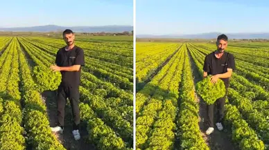 Marul çiftçisi 'Satarsam şerefsizim' diye video çekmişti yargı mesajı aldı cevabı yapıştırdı!