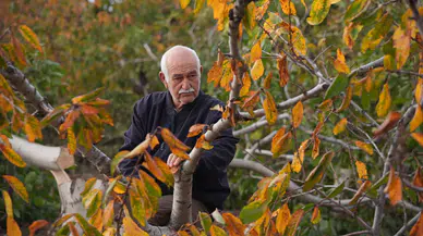 İzmir’de 70 yaşındaki çiftçinin 20 yıllık emeğini yok ettiler!