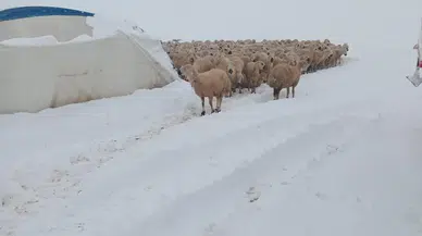 Sivas’ta yoğun kar faciaya dönüştü: Çadır çöktü, onlarca koyun kar altında kaldı!