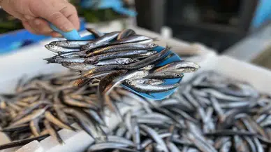 Sıcak deniz, erken göç: Karadeniz’de hamsi krizi!