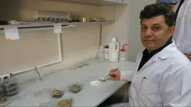 Trabzon’da kokarcaya karşı yeni hamle: Zehirli mantar dönemi başlıyor