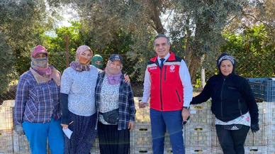 Aydın’da mandalina dönemi başladı: Hasat mevsimi coşkuyla açıldı!